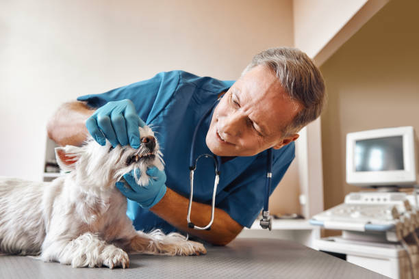 Best Emergency Treatment for Dental Infections or Abscesses in Oxoboxo River, CT